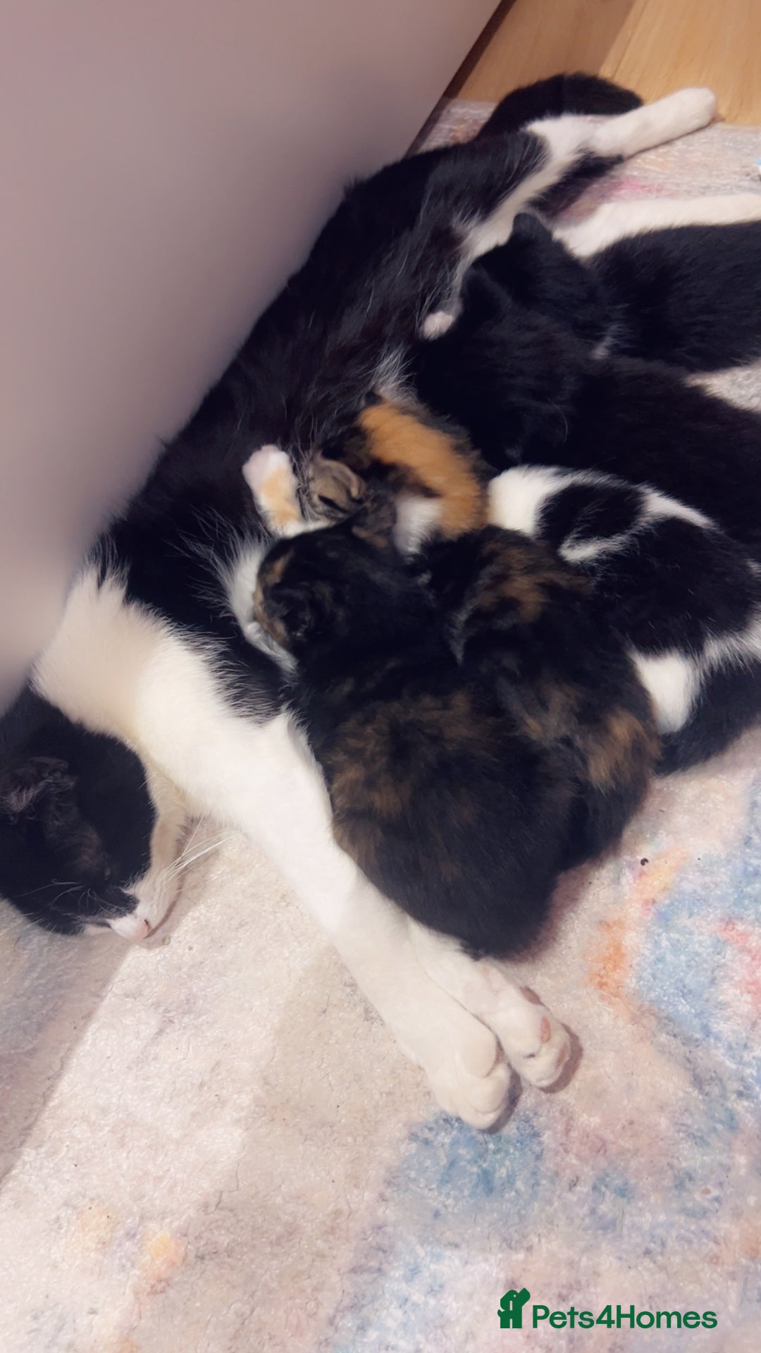 Mixed Breed cats for sale: Maximum  - Image 6