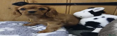 Puppy 1