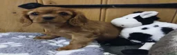 Cavalier King Charles Spaniel dogs for sale:  Health tested puppies ready now - Advert 9