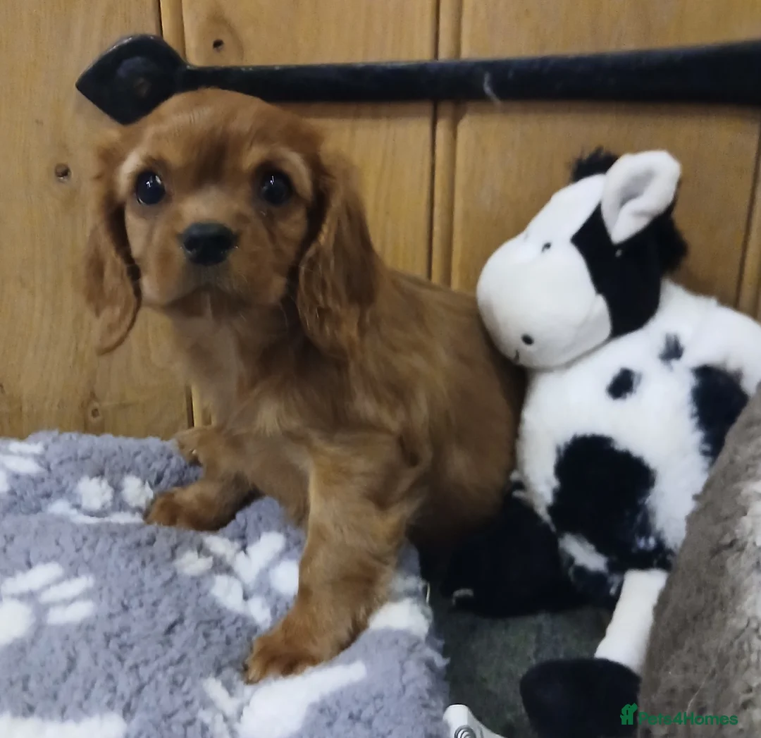Cavalier King Charles Spaniel dogs for sale:  Health tested puppies ready now - Advert 9