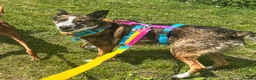 Mixed Breed dogs for adoption: Cisco - low energy cuddle bug!  in London - Advert 2