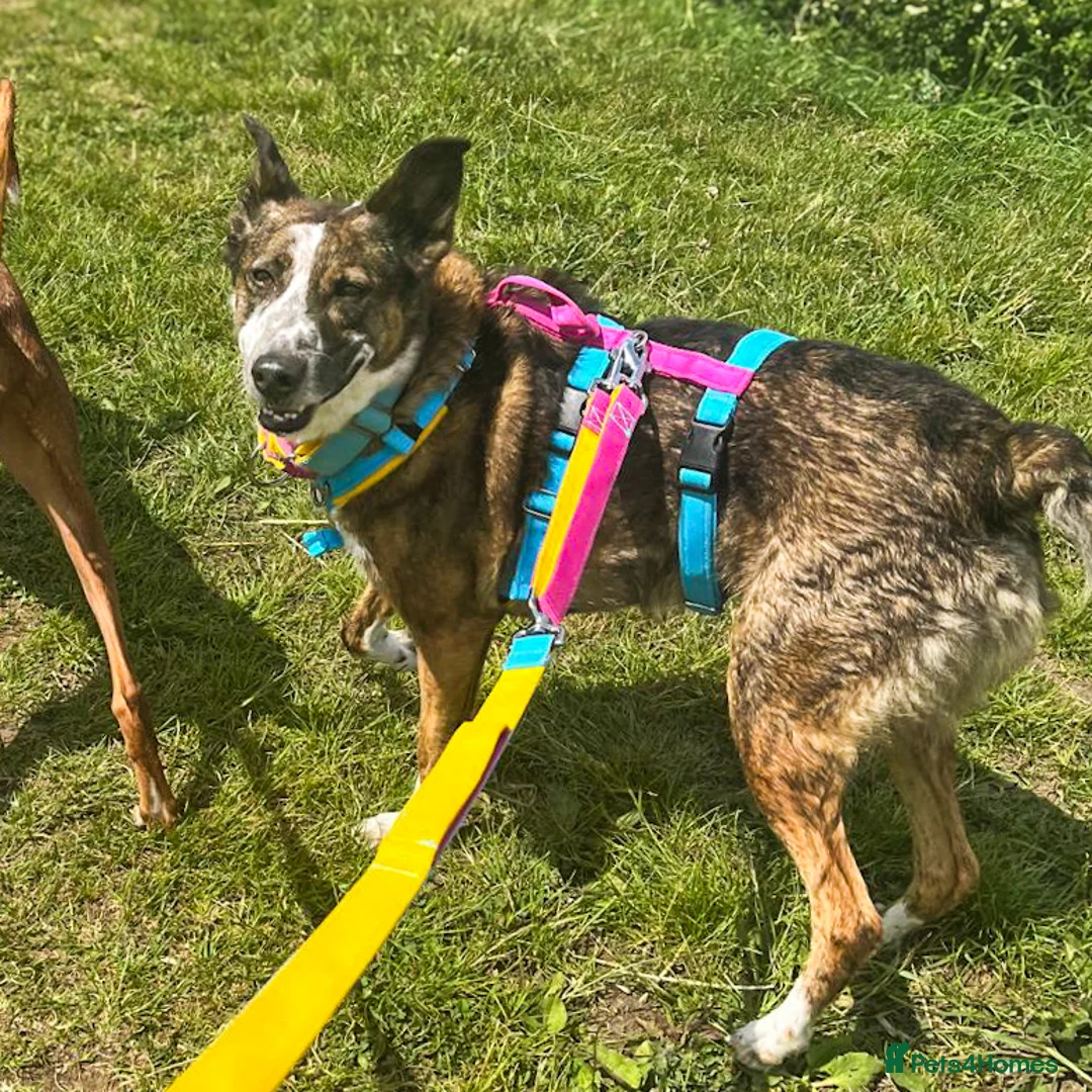 Mixed Breed dogs for adoption: Cisco - low energy cuddle bug!  in London - Advert 2