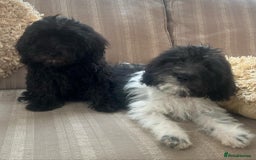 Cockapoo dogs for sale: Stunning cockapoos male&female - Image 13