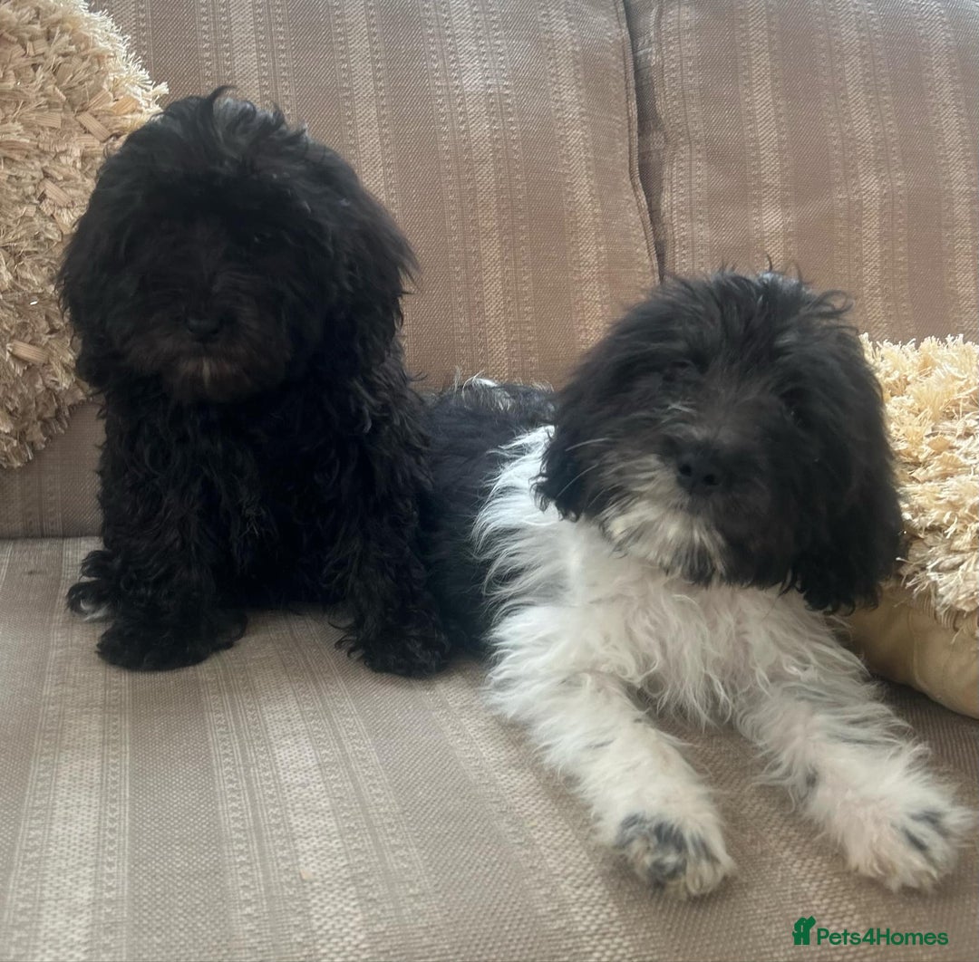 Cockapoo dogs for sale: Stunning cockapoos male&female - Image 13