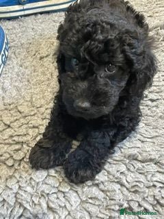 Labradoodle dogs F3 miniature labradoodle puppies - Advert 2