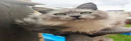 Maine Coon cats for sale: Stunning Black Smoke Shaded line Maine Coon Boy - Advert 1