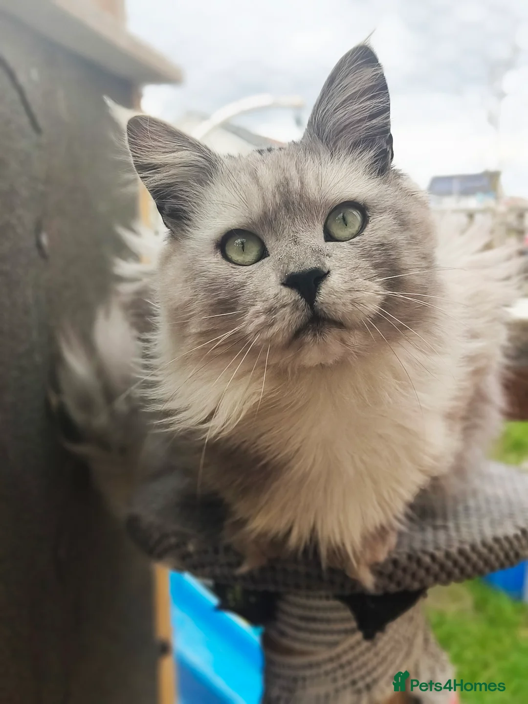 Maine Coon cats for sale: Stunning Black Smoke Shaded line Maine Coon Boy - Advert 1