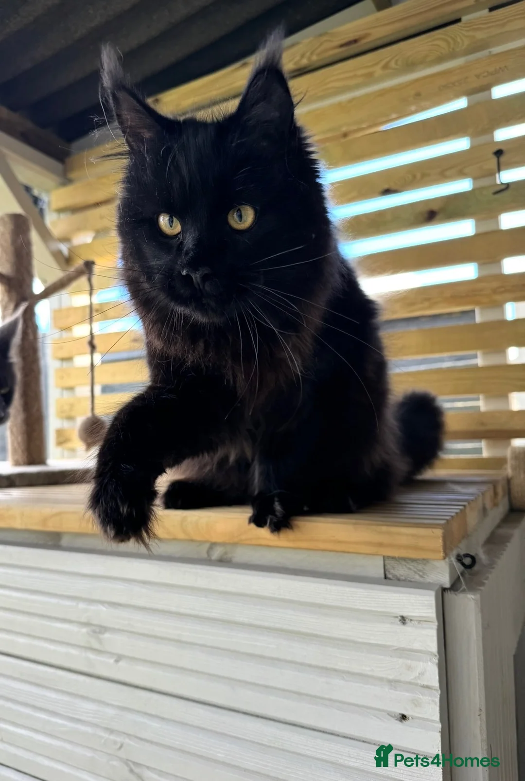 Maine Coon cats for sale: **TICA registered Black Maine Coon Kittens** - Advert 1