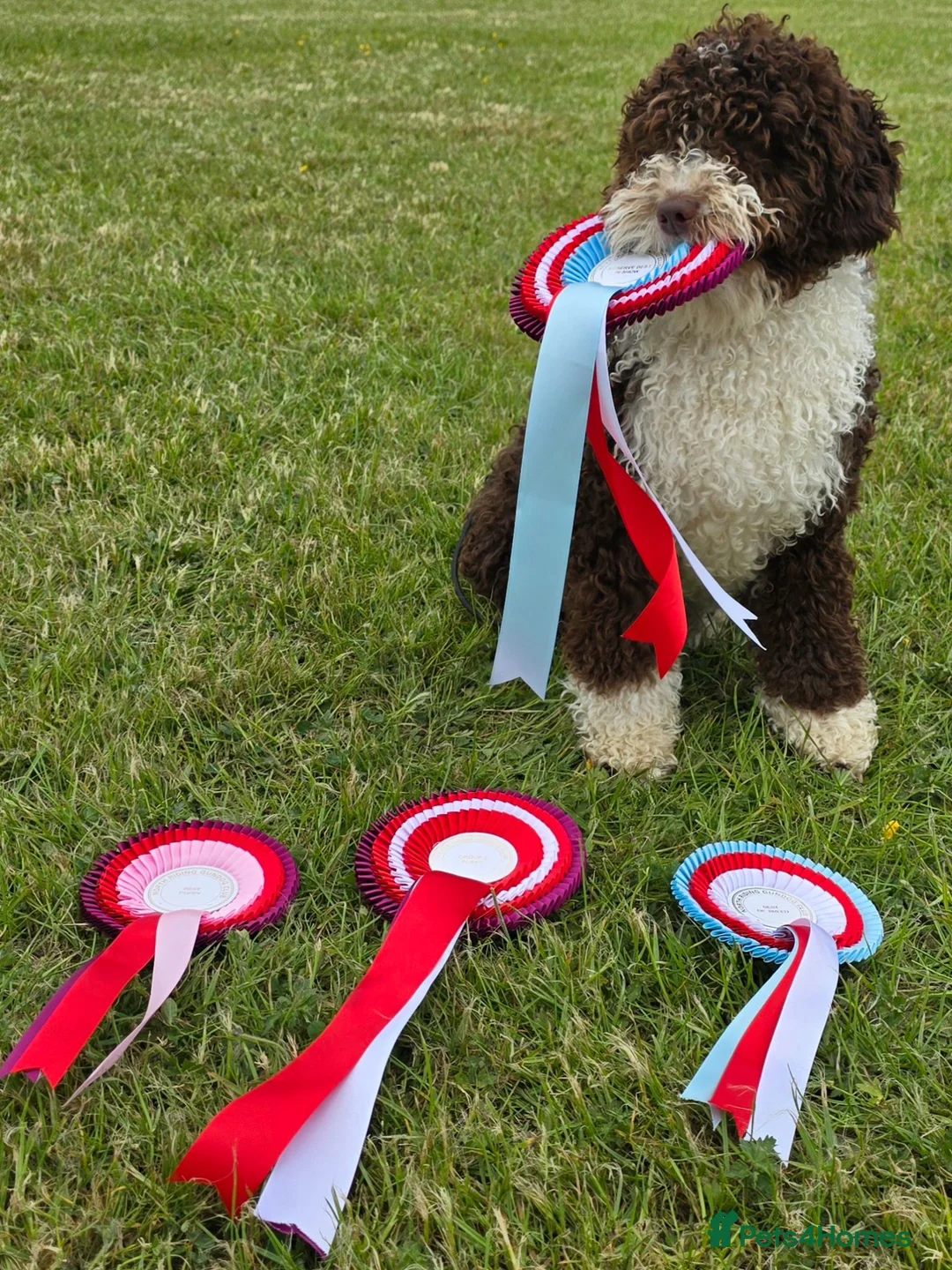 Spanish Water Dog dogs for sale: Lendever Spanish Water Dog Puppies  - Advert 12