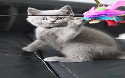 British Shorthair cats for sale: ✨️Outstanding GCCF Grand Chmp Line BSH ❤️ - Image 21
