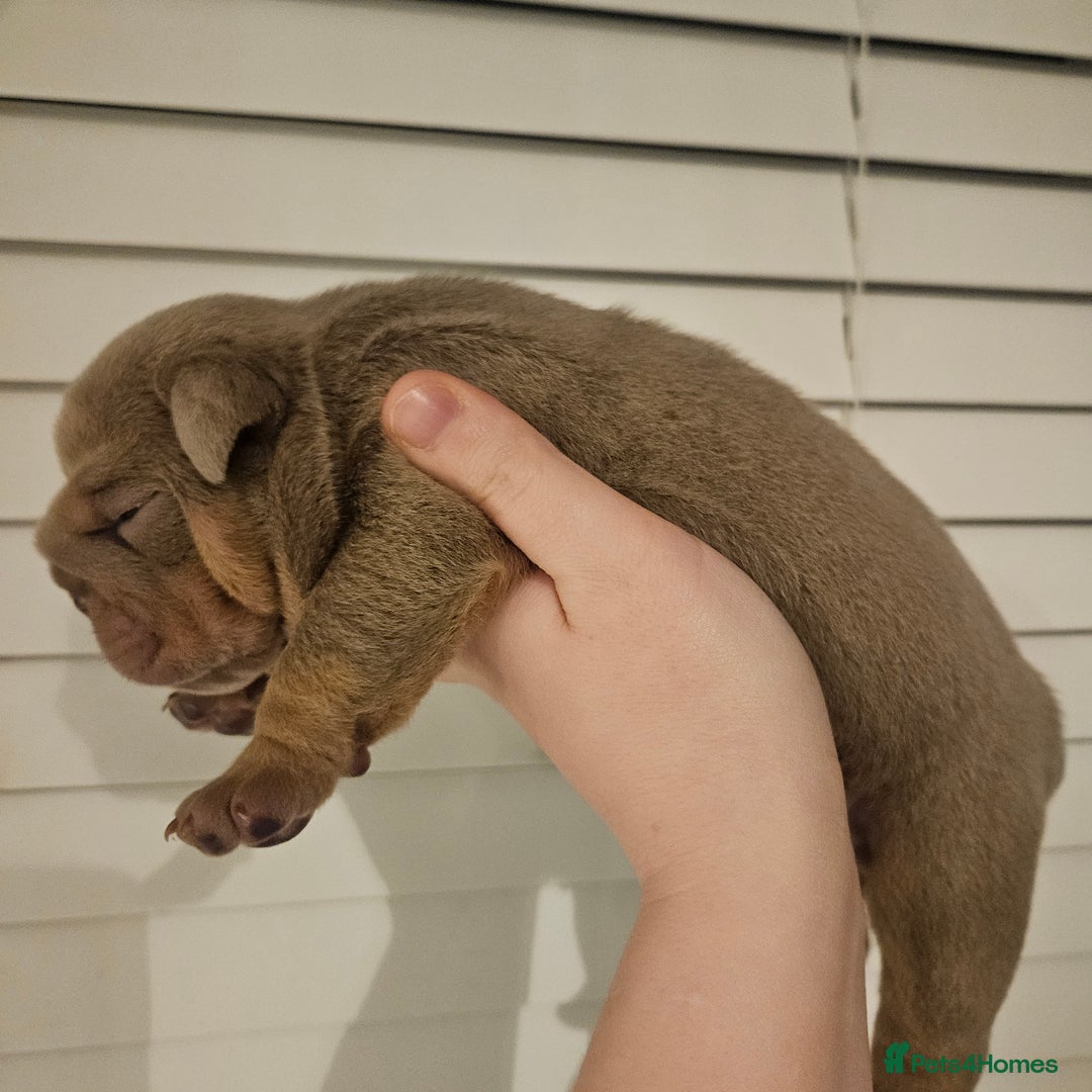 English Bulldog dogs for stud: kc british bulldog for stud in Lanark - Image 6