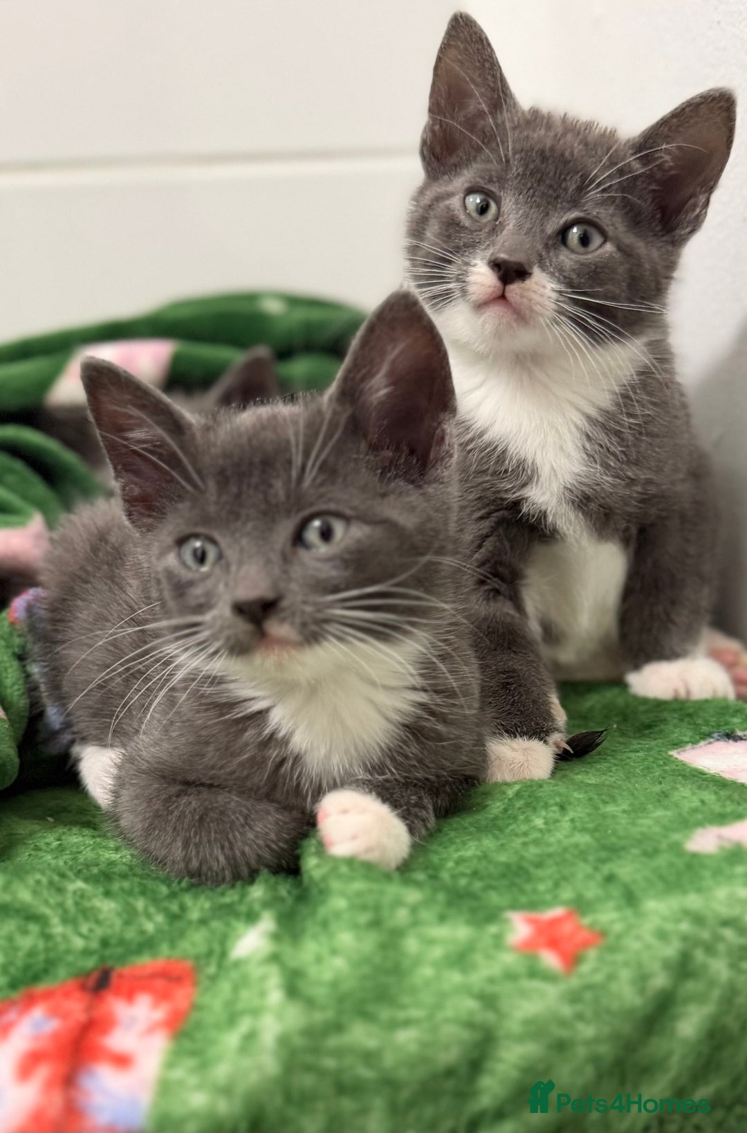 Mixed Breed cats for sale: Britishshort hair cross  - Advert 4