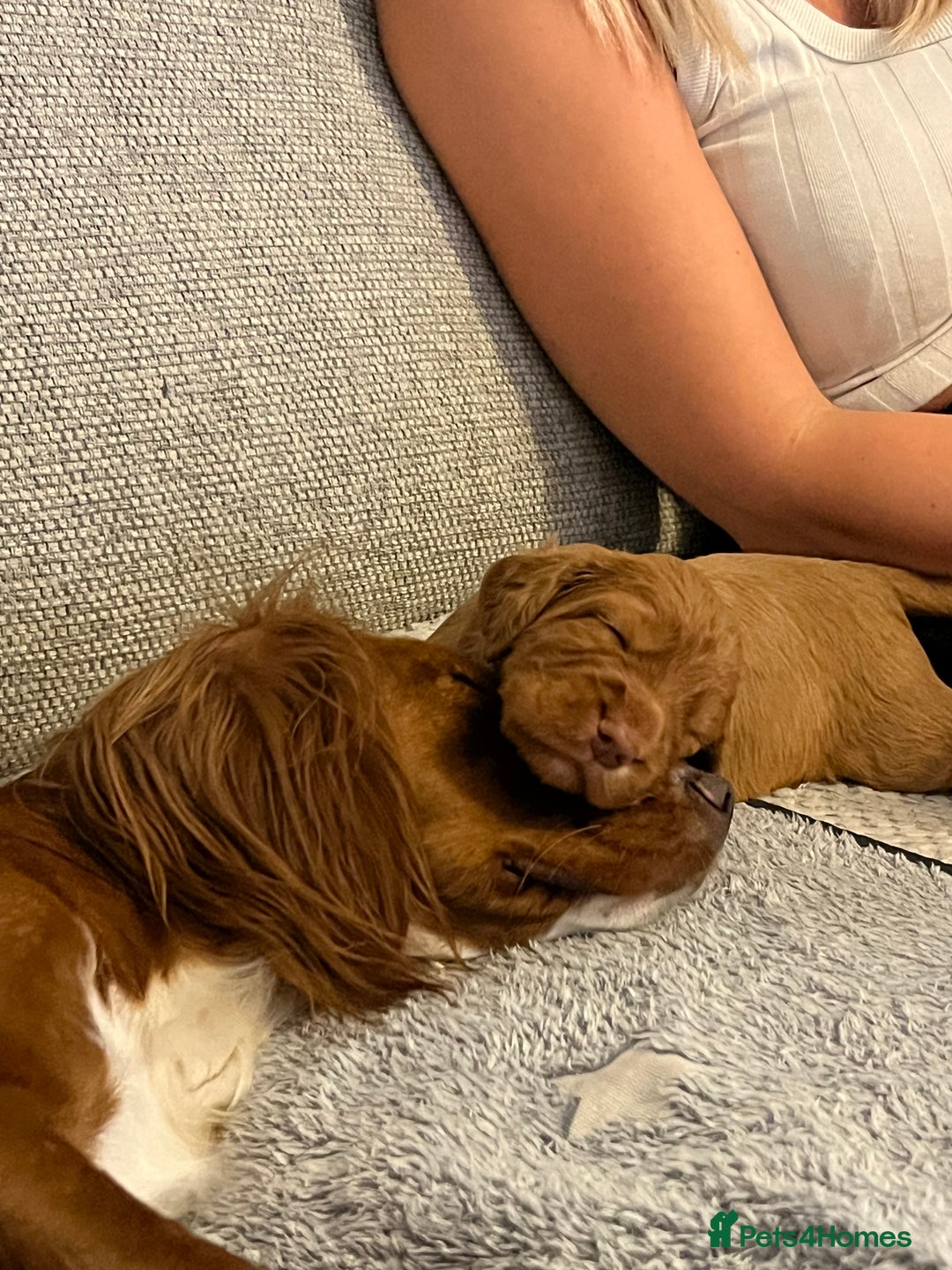 Cocker Spaniel dogs for sale: Working Cocker Spaniels  - Image 3