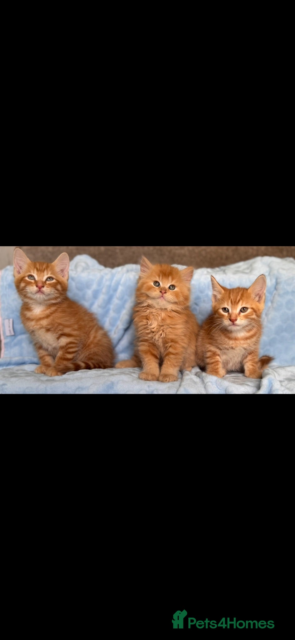Mixed Breed cats BSH x Maine coon kittens (various prices) - Advert 1