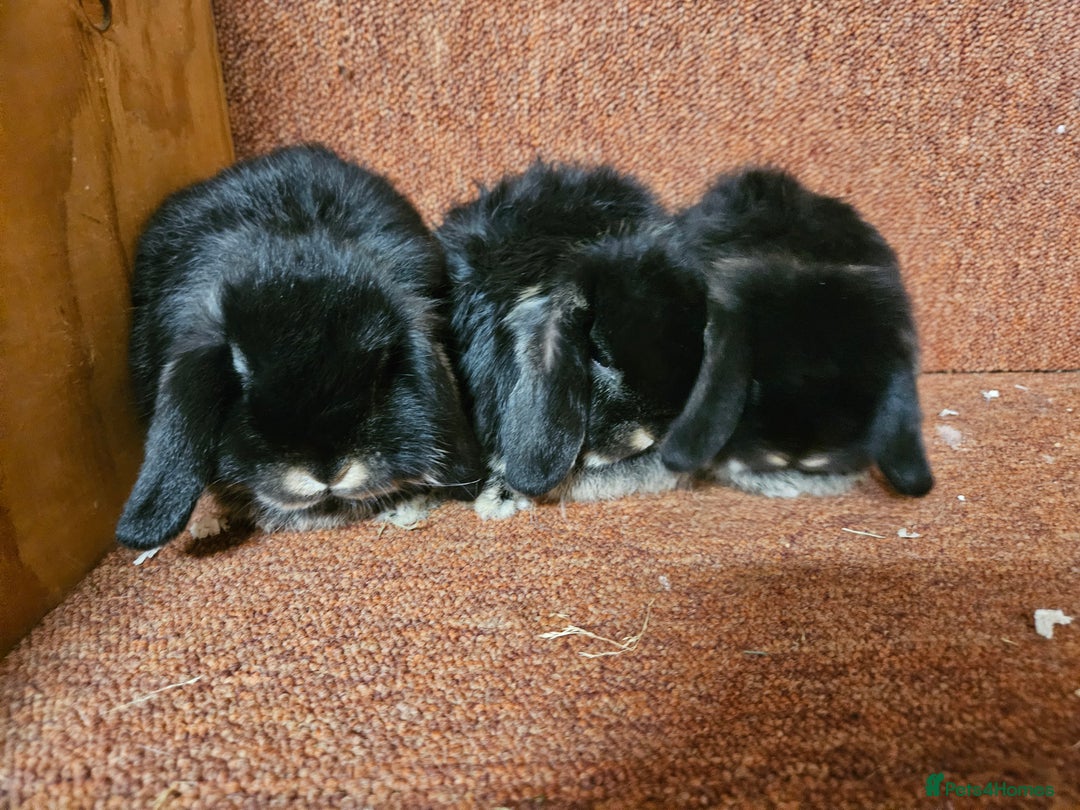 Mini Lop rabbits for sale: Pure mini lop Doe Kit show lines . Vaccinated  - Advert 2
