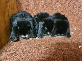 Mini Lop rabbits Pure mini lop Doe Kit show lines . Vaccinated - Advert 10