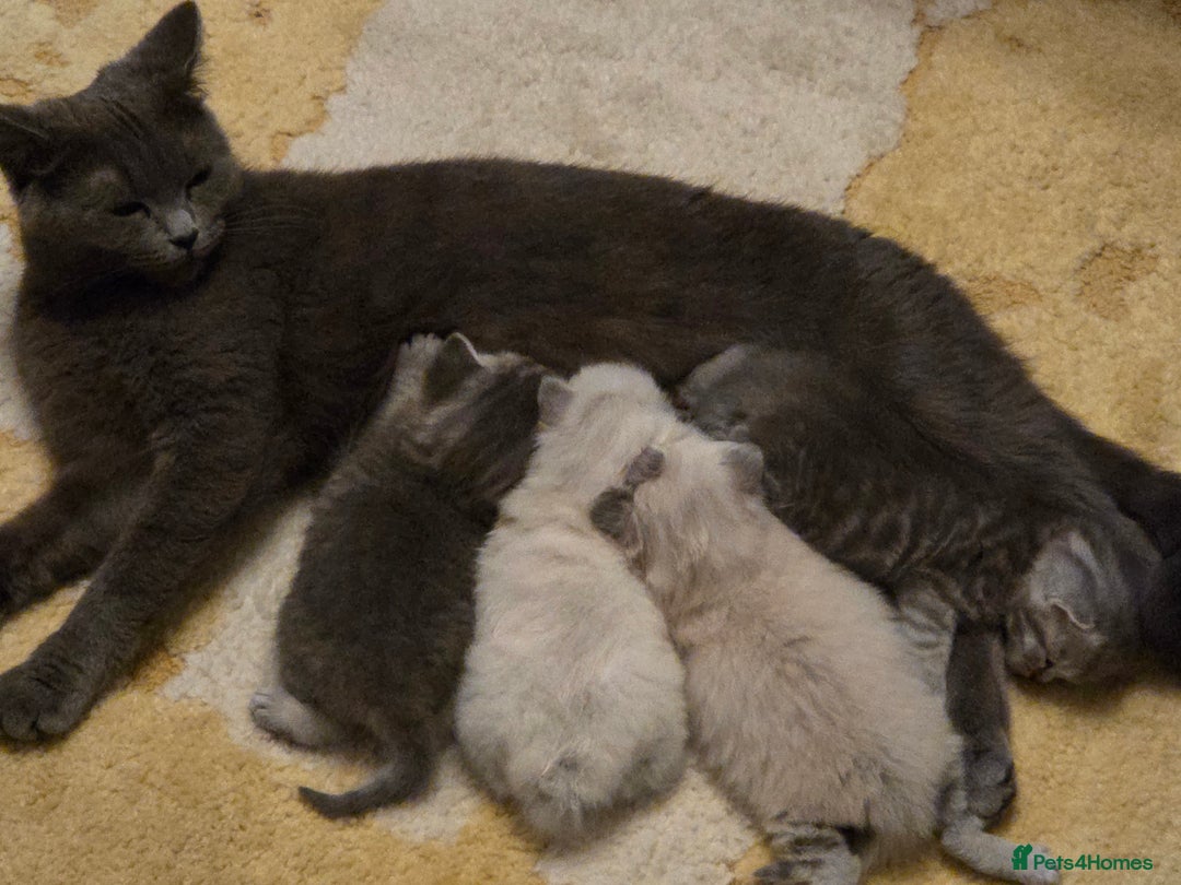 British Shorthair cats for sale: 🐾 4 Adorable British Shorthair Kittens Available! - Image 15