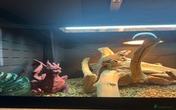 Bearded Dragon reptiles for sale: Red Bearded Dragon+Full working setup+Live food - Image 4