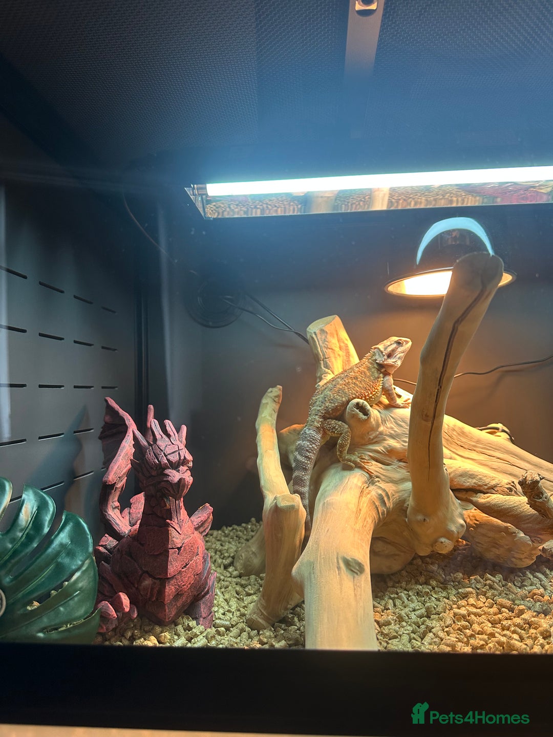 Bearded Dragon reptiles for sale: Red Bearded Dragon+Full working setup+Live food - Image 4