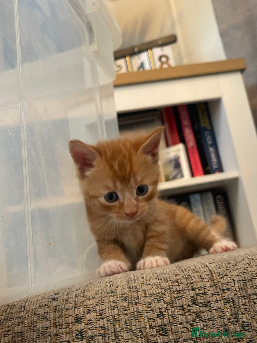Mixed Breed cats for sale: Kitten’s for sale - Image 9