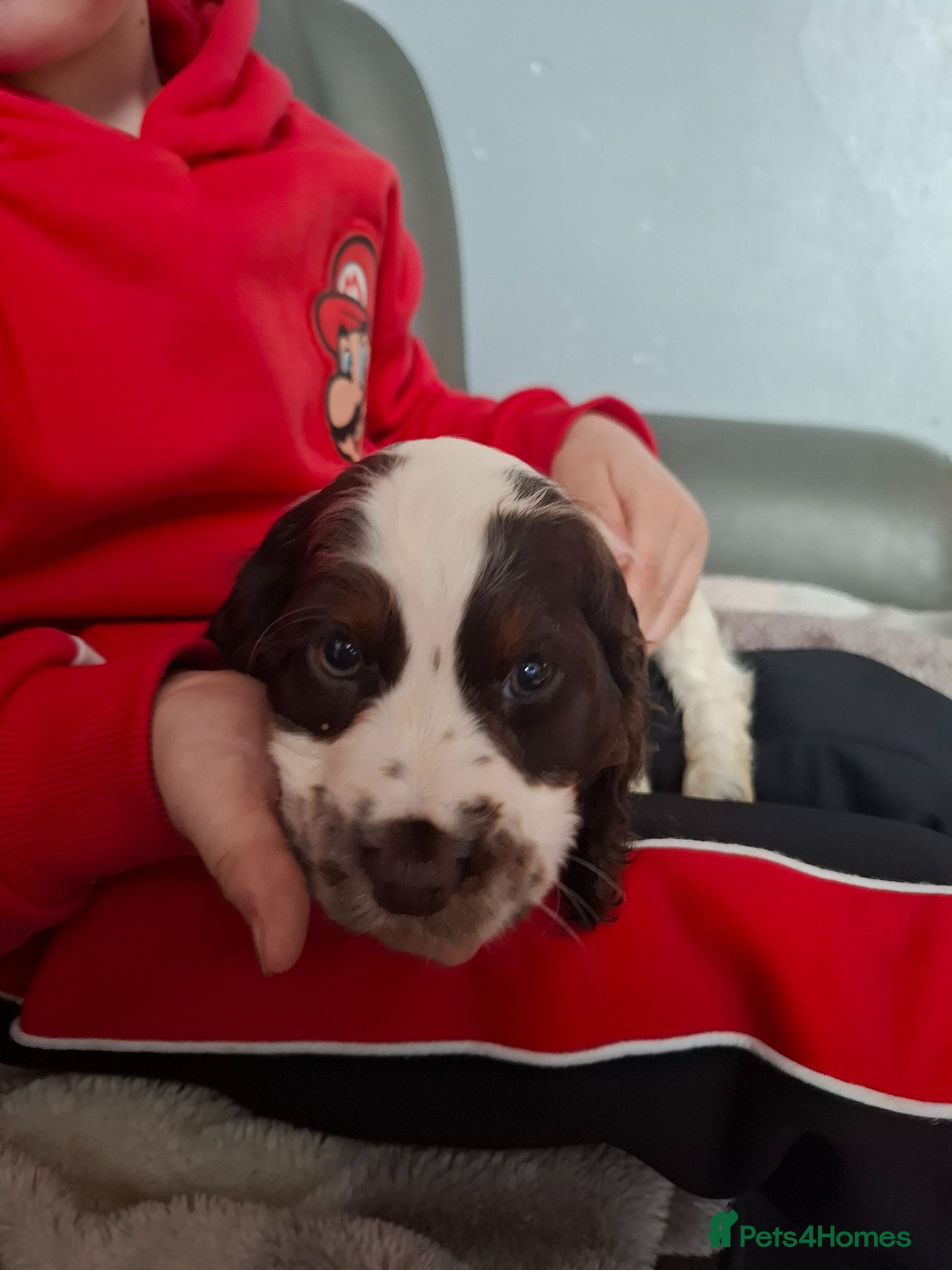 Cocker Spaniel dogs Cocker spaniel puppies  - Advert 4