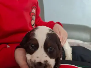 Cocker Spaniel dogs Cocker spaniel puppies - Advert 4