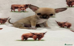 Chihuahua dogs for sale: Ready to go KC Chi pups - Image 3