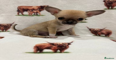 Chihuahua dogs - Advert 11