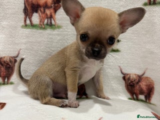 Chihuahua dogs - Advert 6