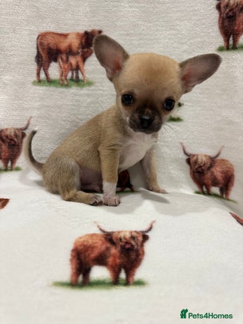 Chihuahua dogs - Advert 6