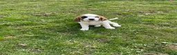 Saint Bernard dogs for sale: Kc registered Saint Bernard ready to leave!  - Advert 5