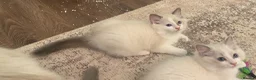 Ragdoll cats for sale: Ready to go now. Male bicolour ragdoll kitten - Advert 4