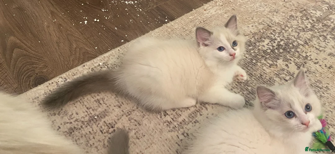 Ragdoll cats for sale: Ready to go now. Male bicolour ragdoll kitten - Advert 4