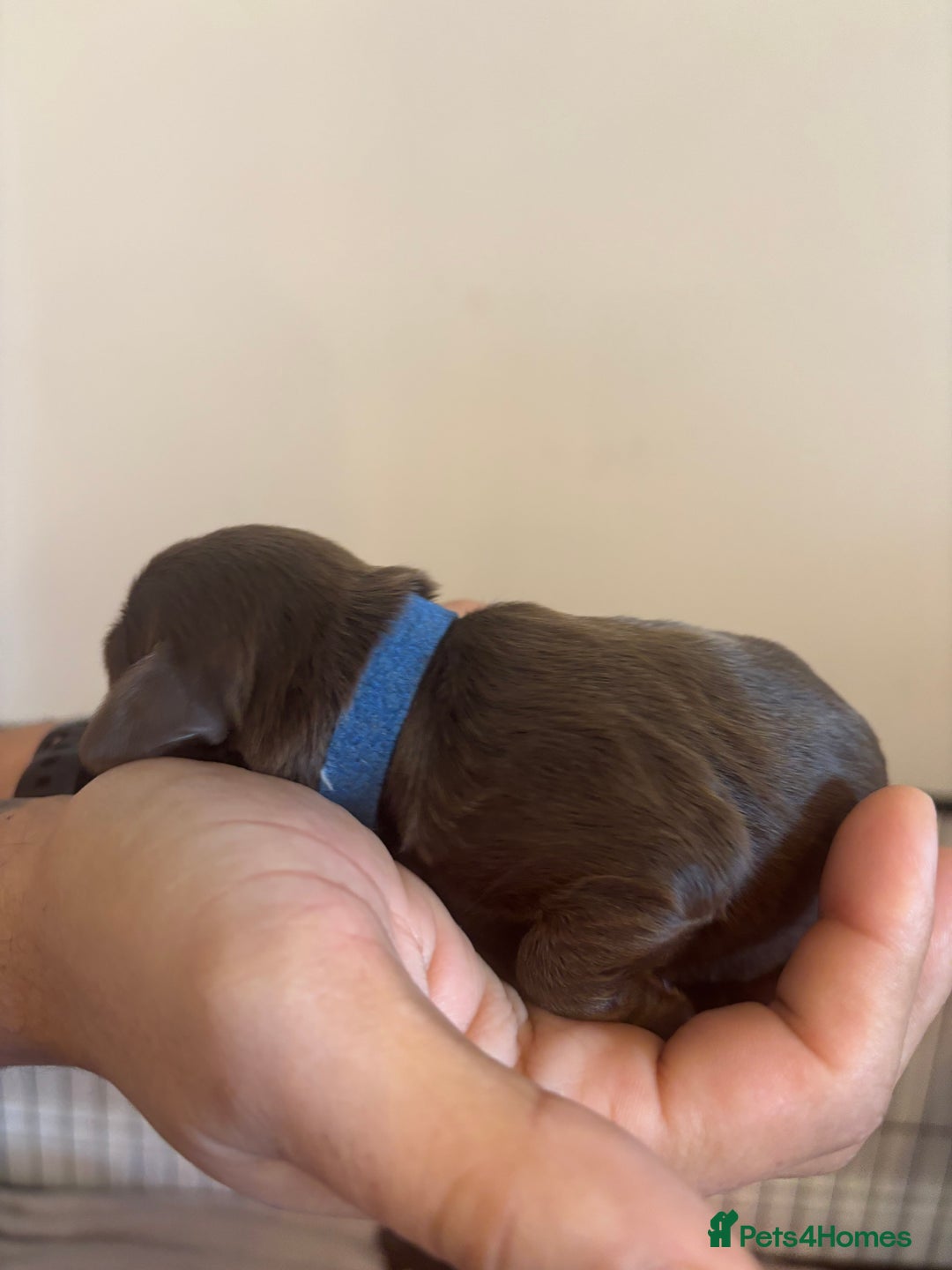 Cockapoo dogs for sale: Cockapoo puppies - Image 29