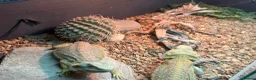 Bearded Dragon reptiles for sale: Bearded dragons (2) in Daventry - Advert 7