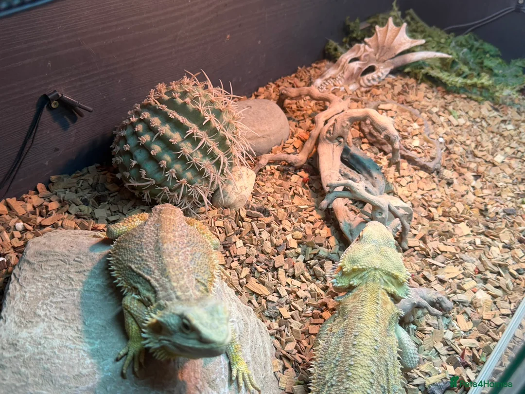 Bearded Dragon reptiles for sale: Bearded dragons (2) in Daventry - Advert 7