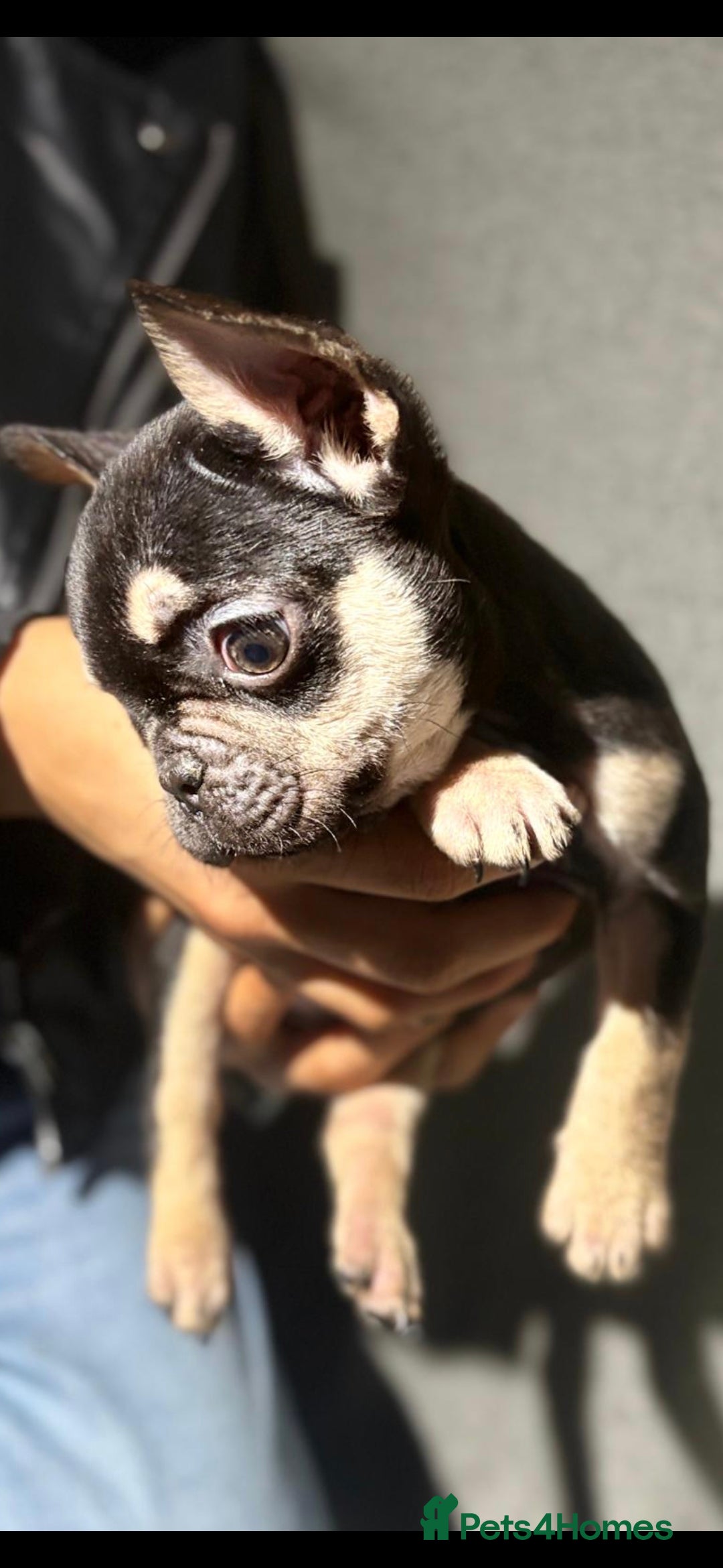 French Bulldog dogs for sale: Beautiful French bulldog puppies  - Advert 8