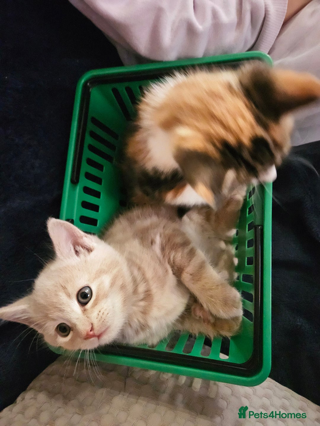 Mixed Breed cats for sale: Cute babies!😸😸😸 - Advert 10