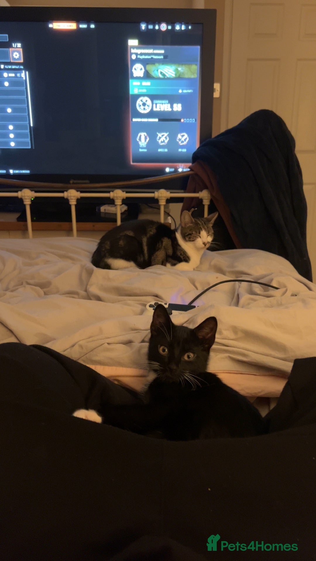 Mixed Breed cats for sale: 2 Sweet Black & White Boy Kittens (Ready to Go) - Image 15