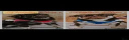 Pug dogs for stud: Mrs Lynne dalton  - Advert 5
