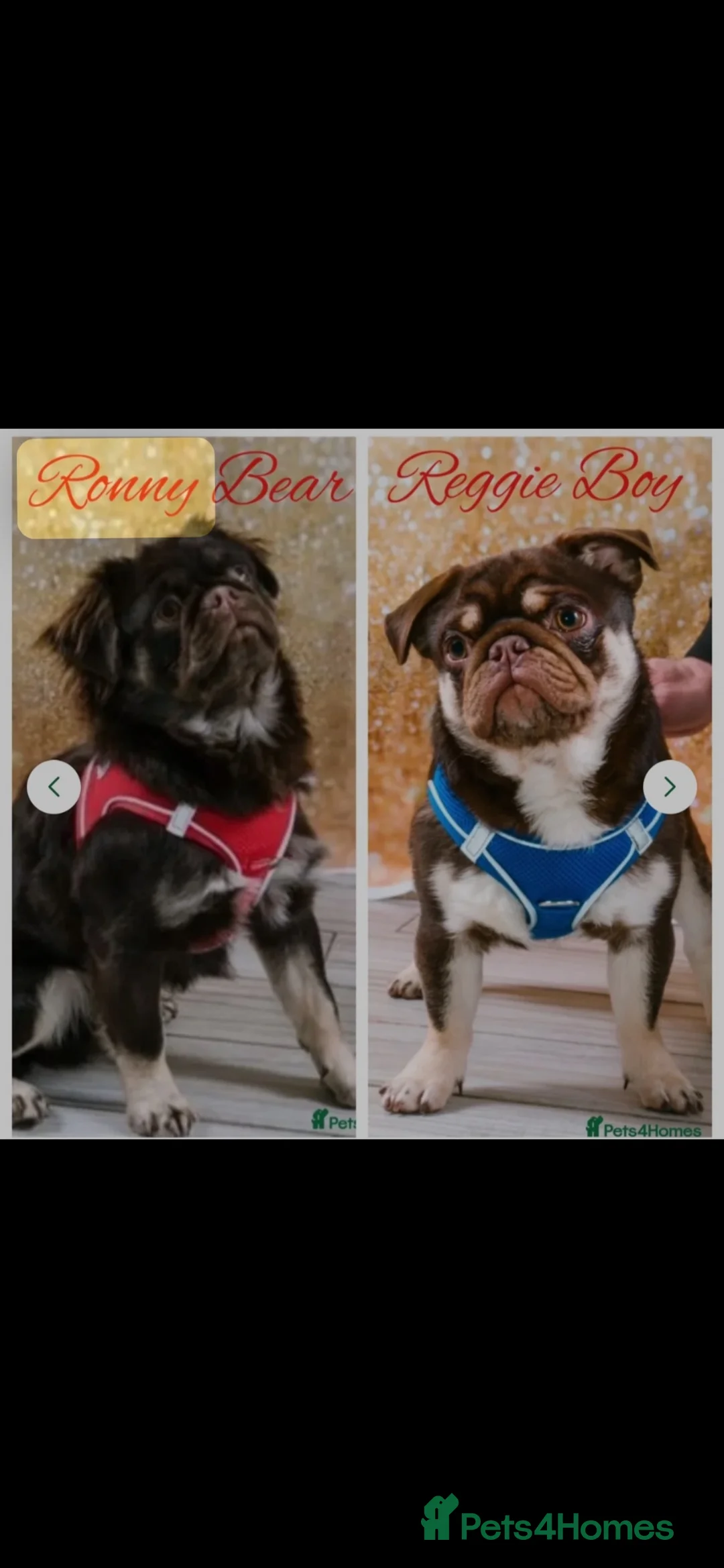 Pug dogs for stud: Mrs Lynne dalton  - Advert 5