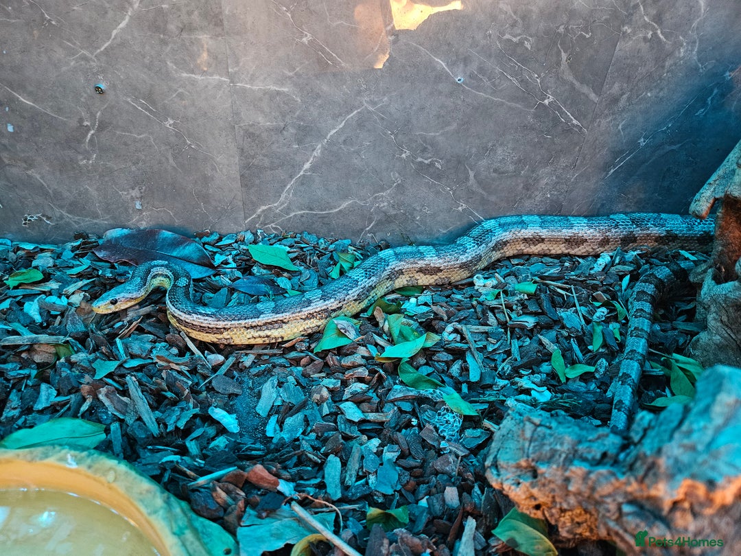 Corn Snake reptiles for sale: Breeding pair of corn snakes  - Advert 13