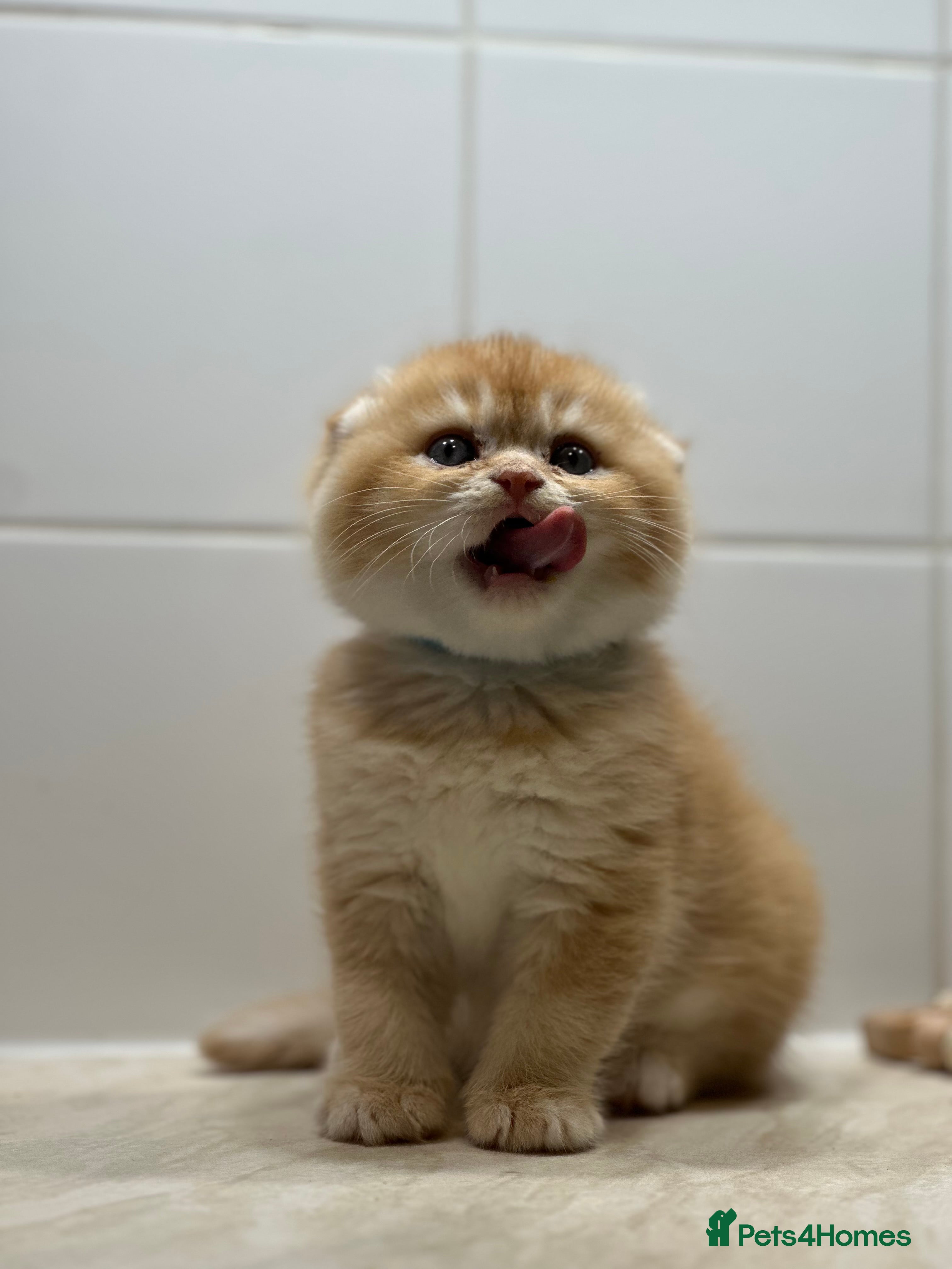 Scottish Fold cats Scottish fold Kitten Healthy &Loving - Advert 3