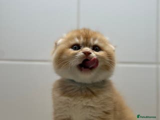 Scottish Fold cats Scottish fold Kitten Healthy &Loving - Advert 3