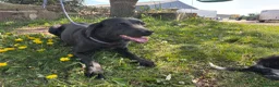 Labrador Retriever dogs for sale: Beautiful Black Labrador - Advert 3