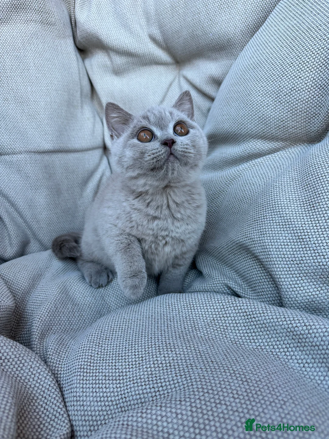 British Shorthair cats for sale: British Shorthair Chunky Chocolate Kittens🐻 - Advert 24