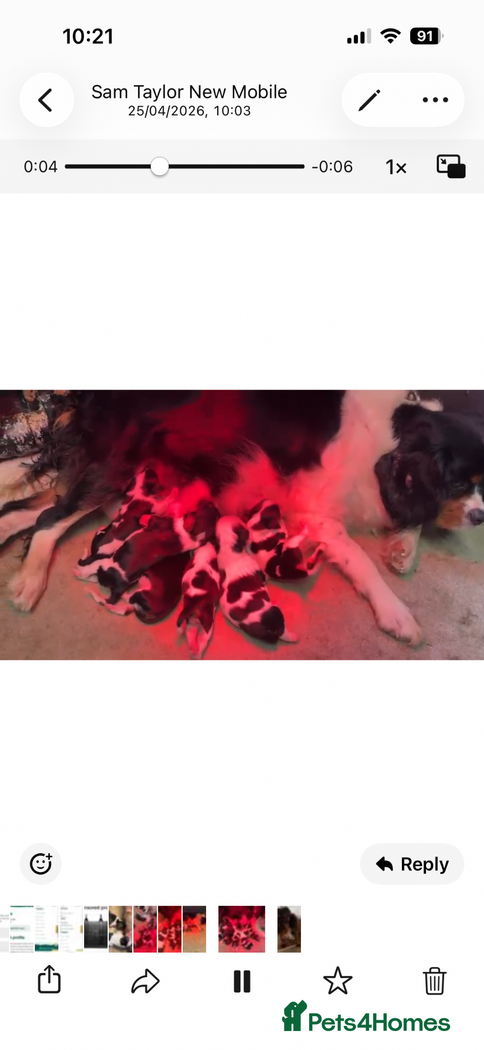 Cavalier King Charles Spaniel dogs Health tested cavalier pups  - Advert 1