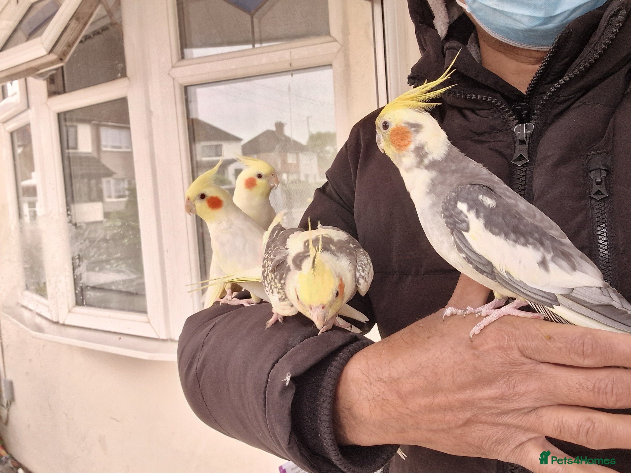 Cockatiels birds Super Hand Tamed cockatiel for sale  - Advert 9