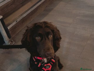 Cocker Spaniel dogs in Doncaster - Advert 5