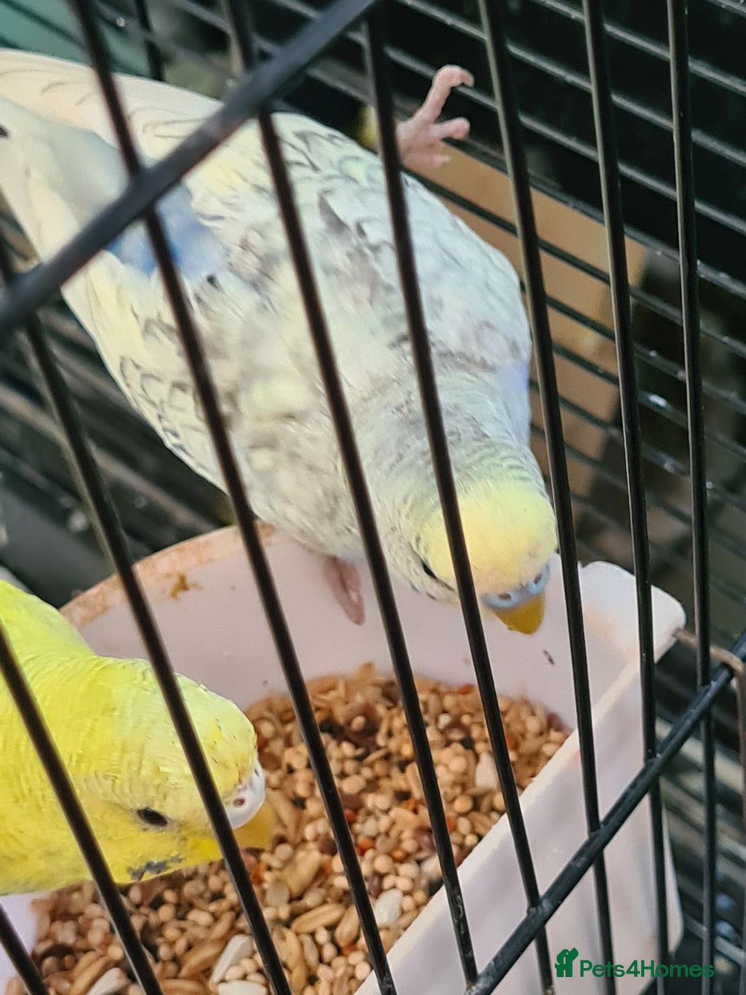 Budgerigars birds for sale: 4 X YOUNG BUDGIES COMPLETE WITH CAGE  - Advert 4